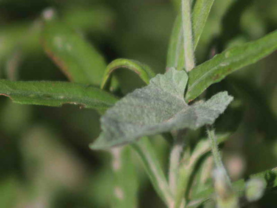 Convolvulus hermanniae