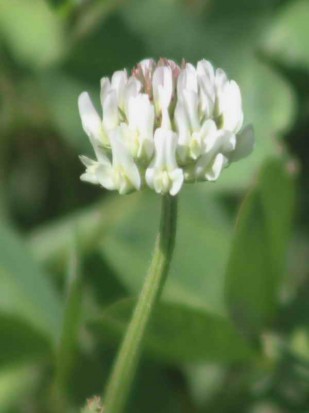 Trébol blanco/White clover