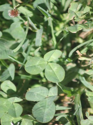 Trébol blanco/White clover