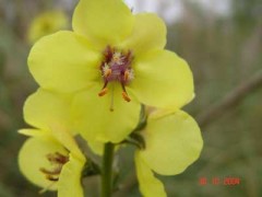 Polillera/Wand Mullein