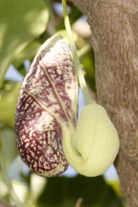 Aristoloquia/Calico flower