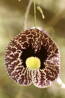 Aristoloquia/Calico flower