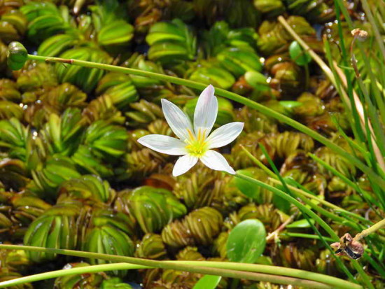 Azucenita de bañado/Zephyr lily