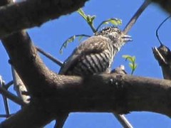 Carpinterito comúnH/White-barred PiculetF