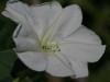 Dama de noche/Moon flower
