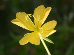 Flor de la oración/Longflower evening primrose