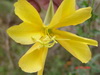 Flor de la oración/Longflower evening primrose
