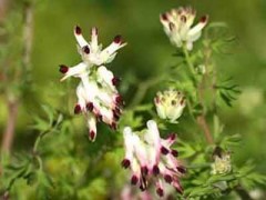 Flor de pajarito/Whiteflower fumitory