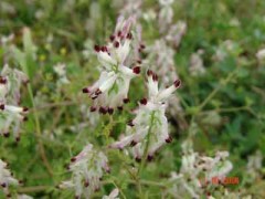 Flor de pajarito/Whiteflower fumitory