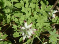 Flor de pajarito/Whiteflower fumitory