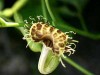 Flor de patito/Birthwort