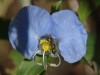 Flor de Santa Lucía/Whitemouth Dayflower