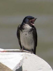 Golondrina doméstica/Gray-breasted Martin