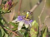 Mburucuyá/Passion flower