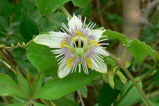 Passiflora morifolia