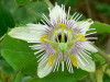 Passiflora morifolia