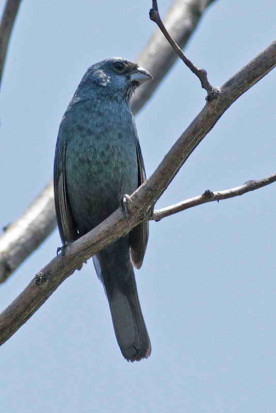 Reinamora chicaM/Glaucous-blue Grosbeak