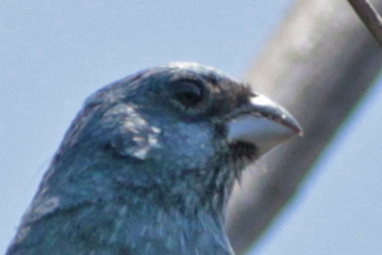 Reinamora chicaM/Glaucous-blue Grosbeak