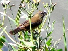 Reinamora chica/Glaucous-blue Grosbeak