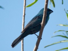 Reinamora chica/Glaucous-blue Grosbeak