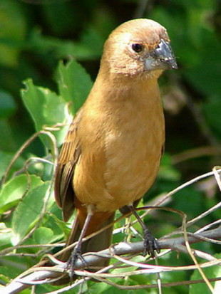 Reinamora chicaM/Glaucous-blue Grosbeak
