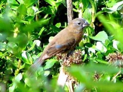 Reinamora chica/Glaucous-blue Grosbeak