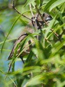 Reinamora chica/Glaucous-blue Grosbeak