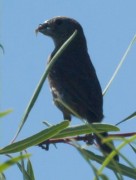 Reinamora chica/Glaucous-blue Grosbeak