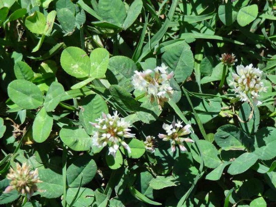 Trébol blanco/White clover