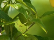 Uña de gatoH/Cat's claw vine