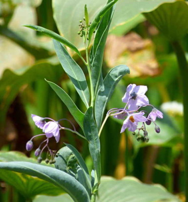 Varilla/Little peach nightshade