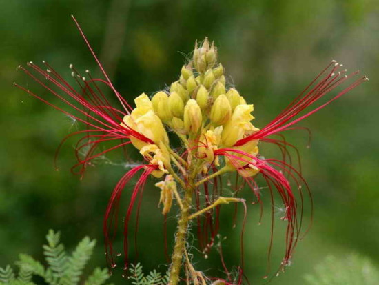 Barba de chivo/Yellow bird of paradise