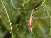 Cina cina/Jerusalem Thorn