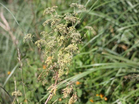 Cicuta/Poison Hemlock