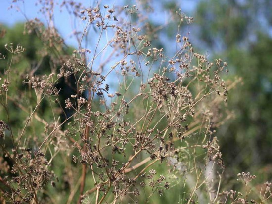 Cicuta/Poison Hemlock