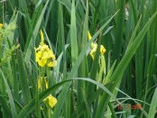 Lirio amarilloYellow water flag