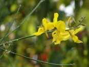 Retama de olor/Spanish broom