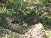 Yarará grande/Urutu Pit Viper