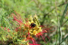 barba de chivoF - caesalpinia gilliesii