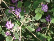 Camará morada/Lantana megapotamica