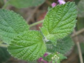 Camará morada/Lantana megapotamica