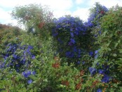 Campanilla/Oceanblue morning glory