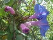 Campanilla/Oceanblue morning glory