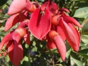 Ceibo/Cockspur Coral Tree