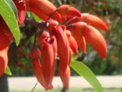 Ceibo/Cockspur Coral Tree