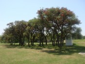 Ceibo/Cockspur Coral Tree