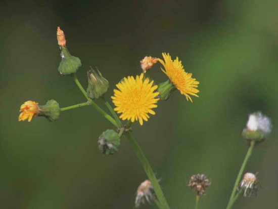 Cerraja/Sow thistle