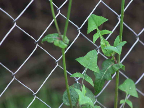 Cerraja/Sow thistle