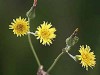 Cerraja/Sow Thistle