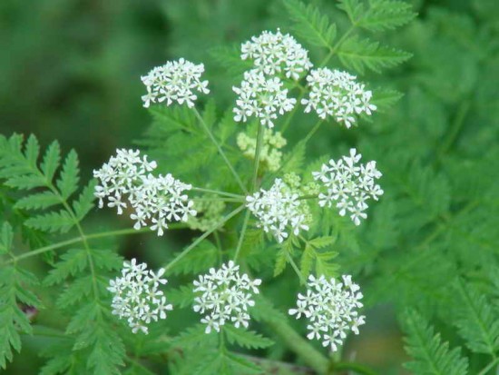 Cicuta/Poison Hemlock